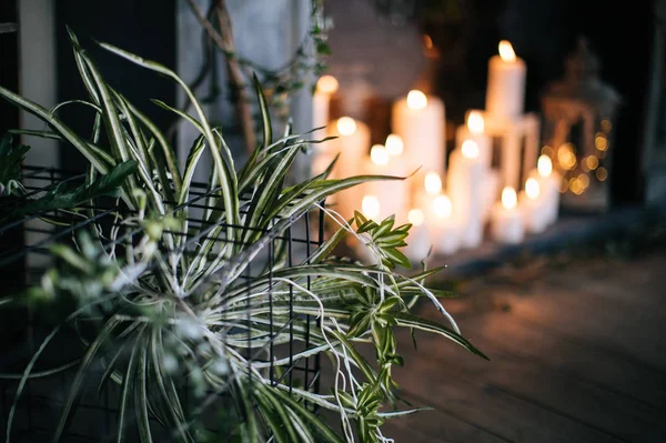 yaratıcı dekor ve tasarım bir çatı, yeşil bitki ve metal kafes için