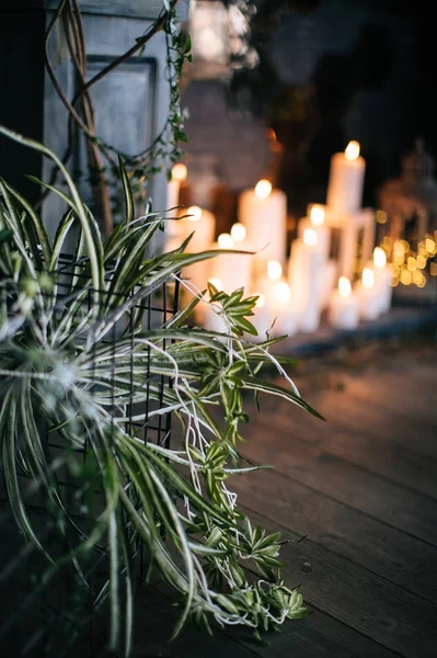 yaratıcı dekor ve tasarım bir çatı, yeşil bitki ve metal kafes için