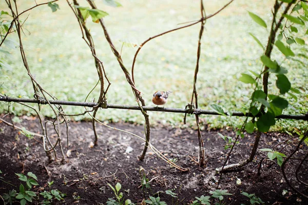 Bitkiler Yeşil Çim Yakın Oturan Küçük Kuş — Stok fotoğraf