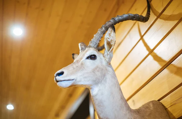 Stuffed wild goat head on wall