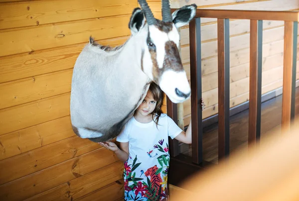 自宅でヤギの頭を詰めた小さな女の子 — ストック写真