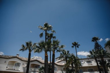 beyaz çiçekler gelin buket yakın 