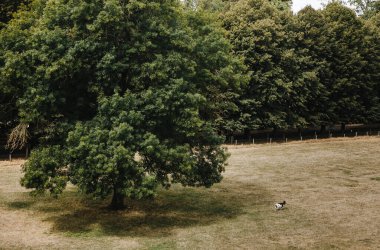 düğün dekor, seçici odak