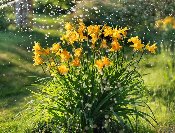 Beautiful yellow lily hemerocallis blossoms in evening sunset light of summer garden under the rain. Sunlight reflecting in water drops.