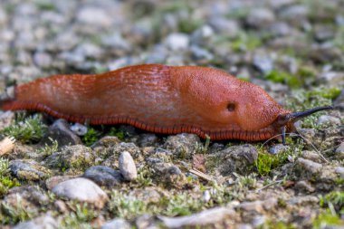 Yol üzerinde bir salyangoz portre