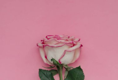 Metin için yer ile pembe arka plan üzerinde tek gül çiçek