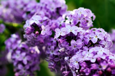 Makro görünümü çiçeklenme Lila. Vi demet ile Springtime manzara