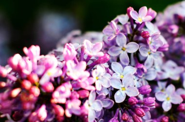 Makro görünümü çiçeklenme Lila. Vi demet ile Springtime manzara