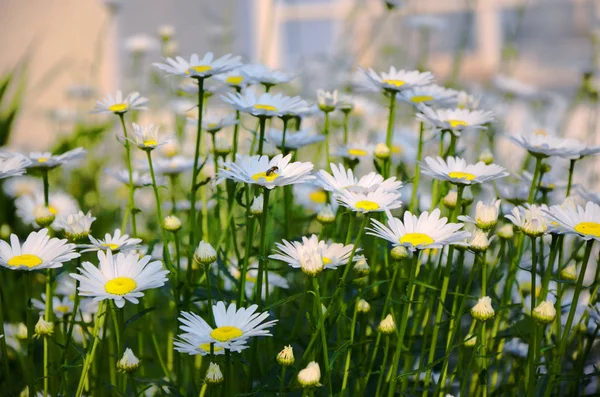 Summer landscape with meadow of camomile flowers. — Stock Photo, Image