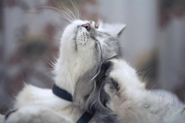 Chat pelucheux blanc se gratte l'oreille — Photo