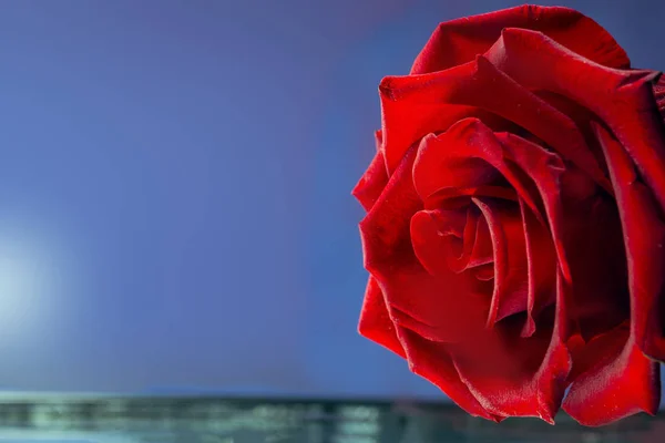 Hermosa rosa roja sobre un fondo azul — Foto de Stock