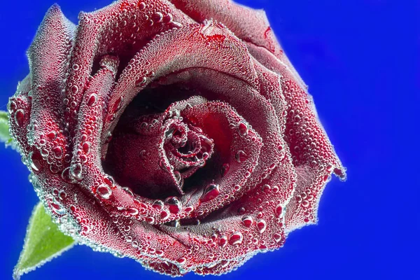 La hermosa rosa roja en las burbujas — Foto de Stock