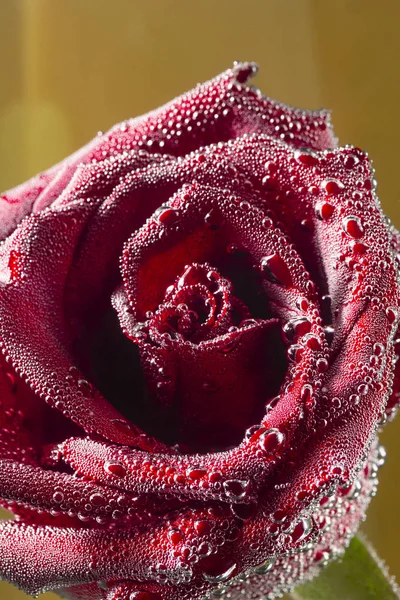 La hermosa rosa roja en las burbujas — Foto de Stock