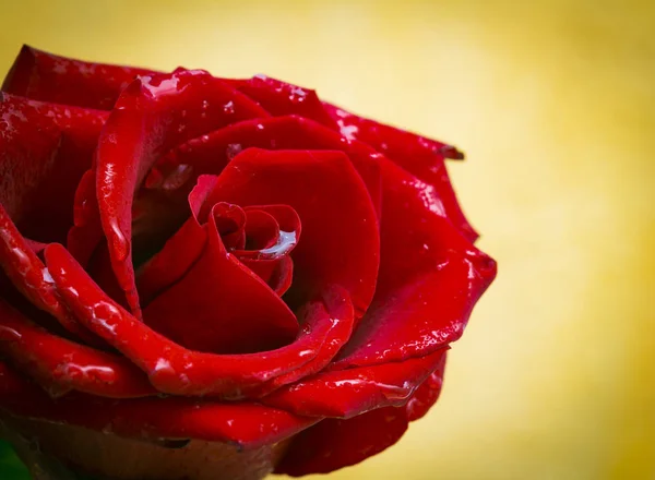 La hermosa rosa roja en las burbujas — Foto de Stock