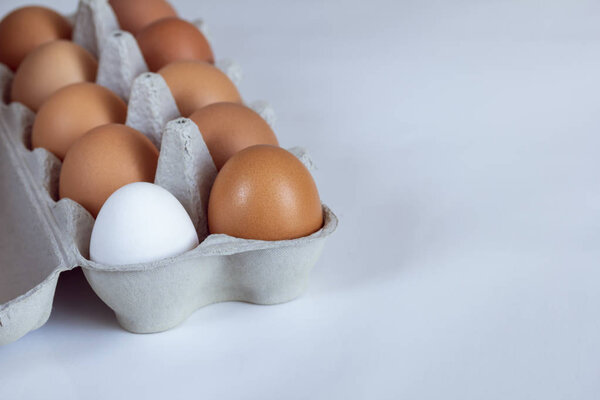 one white chicken egg with brown chicken eggs in an open cardboard tray on a white background