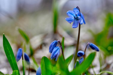 İlk Bahar çiçek mavi kardelen veya prolisk