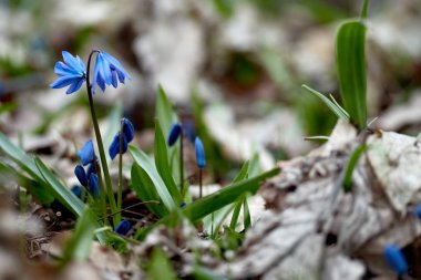 İlk Bahar çiçek mavi kardelen veya prolisk