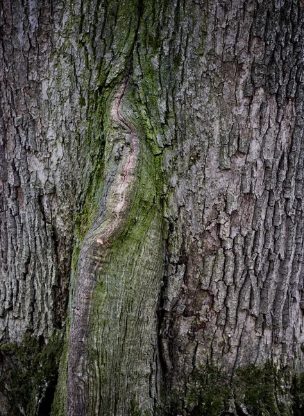 木の質感の背景と緑の苔の質感 — ストック写真