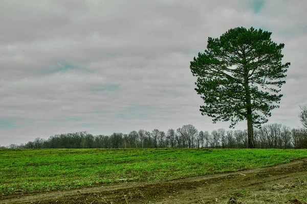 Albero di conifera solitario su un campo di primavera verde — Foto Stock