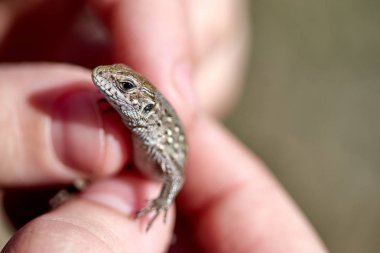 bir çocuğun ellerinde küçük kertenkele yakın