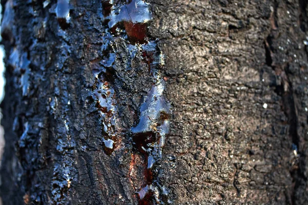 Jugo pegajoso congelado de resina sólida en la corteza de un tronco de árbol — Foto de Stock