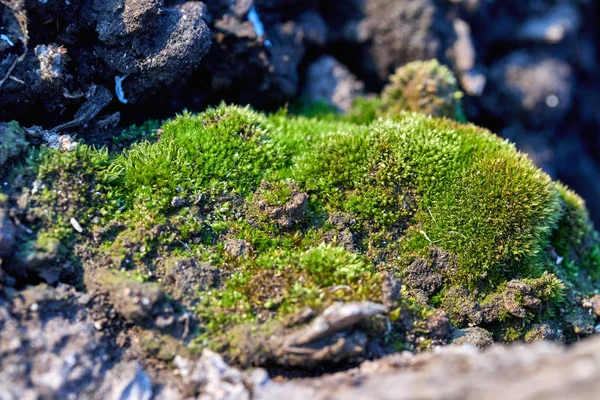 Orman Doğa bir ağaçta yeşil yosun