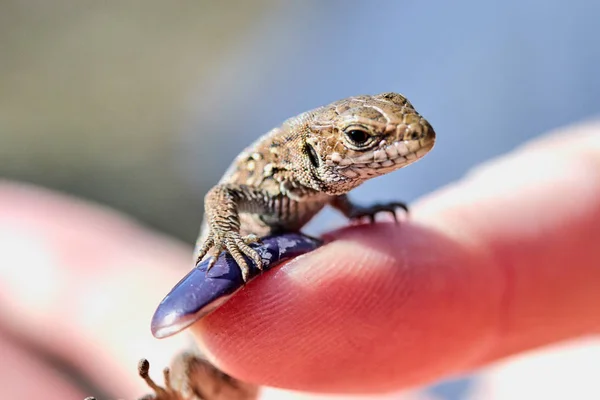 Lagarto en un dedo femenino de cerca — Foto de Stock