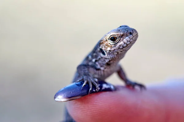 Pequeno lagarto em um dedo feminino perto — Fotografia de Stock