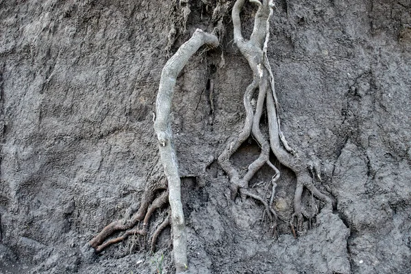 肥沃な土壌層の木の根 ロイヤリティフリーのストック画像