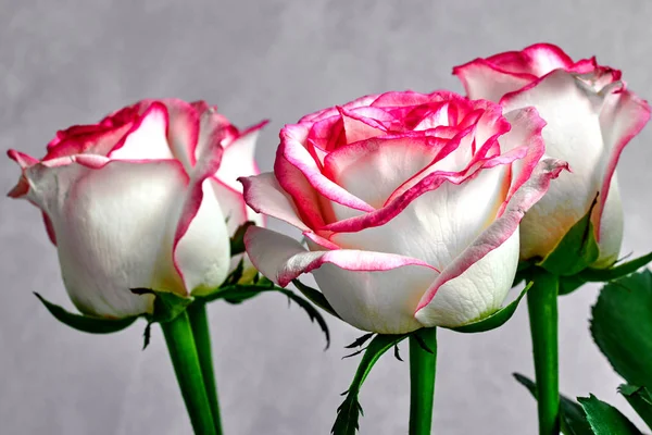 Rosa blanca con bordes rojos y rosados sobre un fondo gris — Foto de Stock