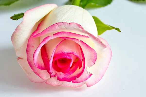 Una rosa blanca con bordes rojos y rosados aislados sobre fondo blanco — Foto de Stock