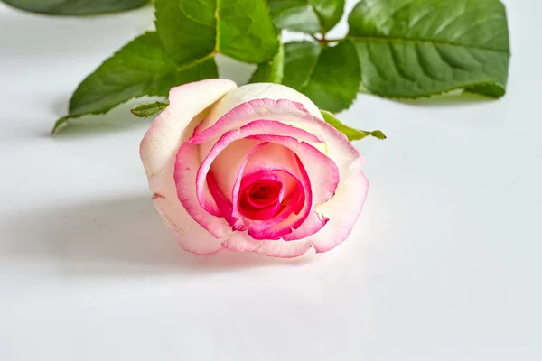 Una rosa blanca con bordes rojos y rosados aislados sobre fondo blanco — Foto de Stock