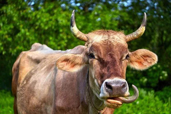 Vaca chifruda bege em um prado verde come grama — Fotografia de Stock