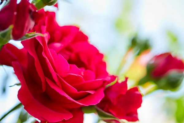 Hermosos brotes rojos de rosas en aerosol en la tarde en el verano — Foto de Stock
