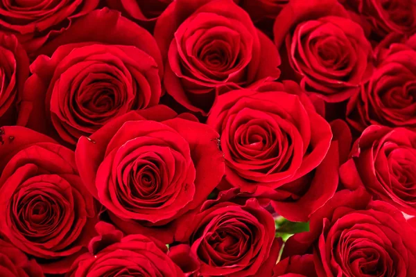 Ramo de rosas rojas hermosas de cerca — Foto de Stock