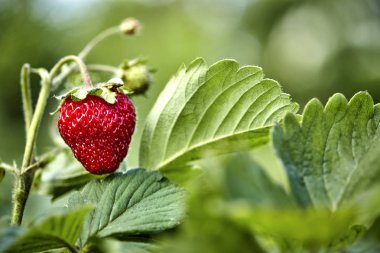 doğal yaşam da yaz olgun kırmızı berry çilek