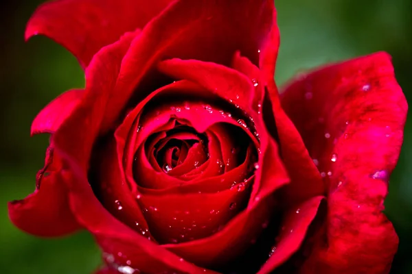 Hermosa rosa roja con gotas de rocío en la mañana temprano — Foto de Stock