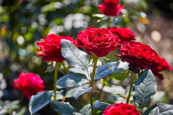 Hermosas rosas rojas fragantes en un hábitat natural — Foto de Stock