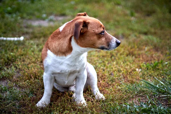 Bonito bela raça cão Jack Russell em perfil em uma caminhada — Fotografia de Stock