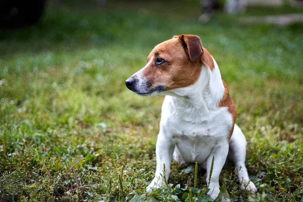 Aranyos szép kutya tenyészt Jack Russell a profil egy séta — Stock Fotó