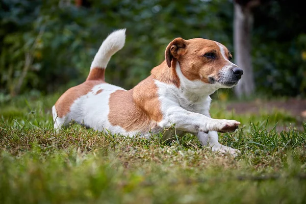 Hezký krásný pes Jack Russell na procházce — Stock fotografie