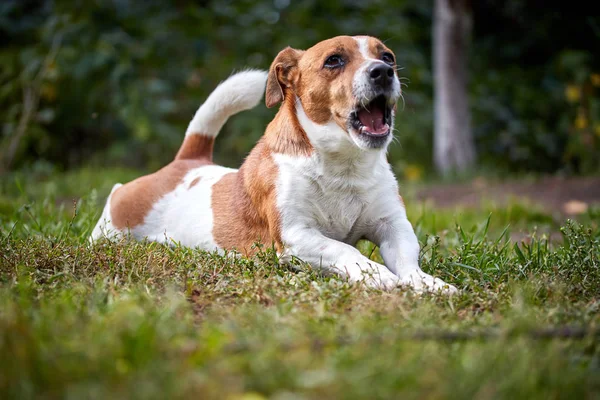 Bonito lindo cão Jack Russell em um passeio bocejos e alongamentos — Fotografia de Stock