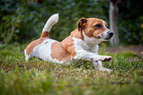 Lindo hermoso perro Jack Russell en un paseo se extiende Fotos De Stock Sin Royalties Gratis