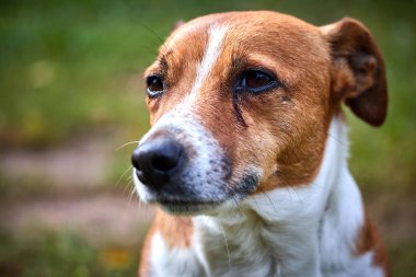 Namlu Sevimli küçük mutlu köpek closeup Jack Russell bir yürüyüş