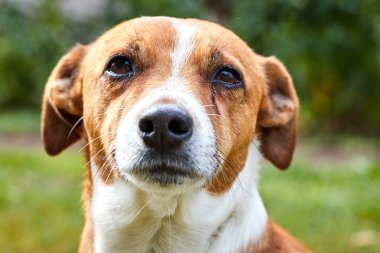 Namlu Sevimli küçük mutlu köpek closeup Jack Russell bir yürüyüş
