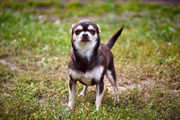 Okouzlující malý Chihuahua pes v hravé náladě — Stock fotografie