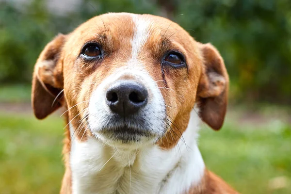 Focinho bonito pouco feliz cão closeup Jack Russell em um passeio — Fotografia de Stock