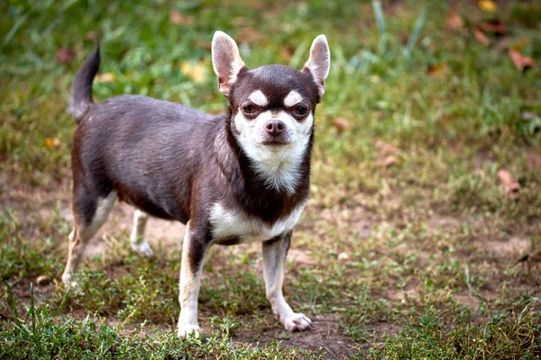 Маленька собака чихуахуа з серйозним виразом Стокове Зображення