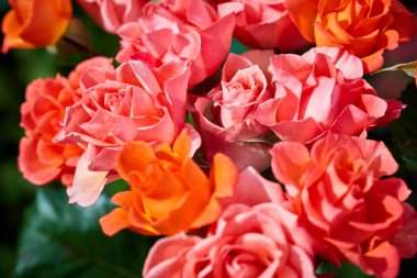 turuncu çalı bir yaz günü bahçede yükseldi