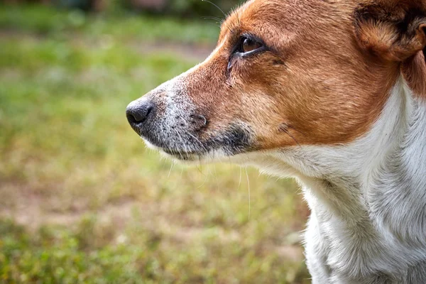 Bonito bela raça cão Jack Russell em perfil em uma caminhada — Fotografia de Stock